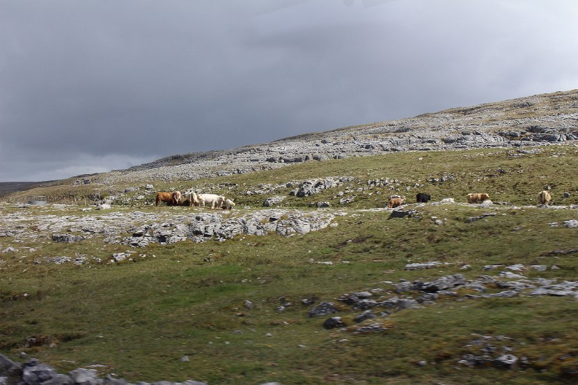 Cattle in the Burren
